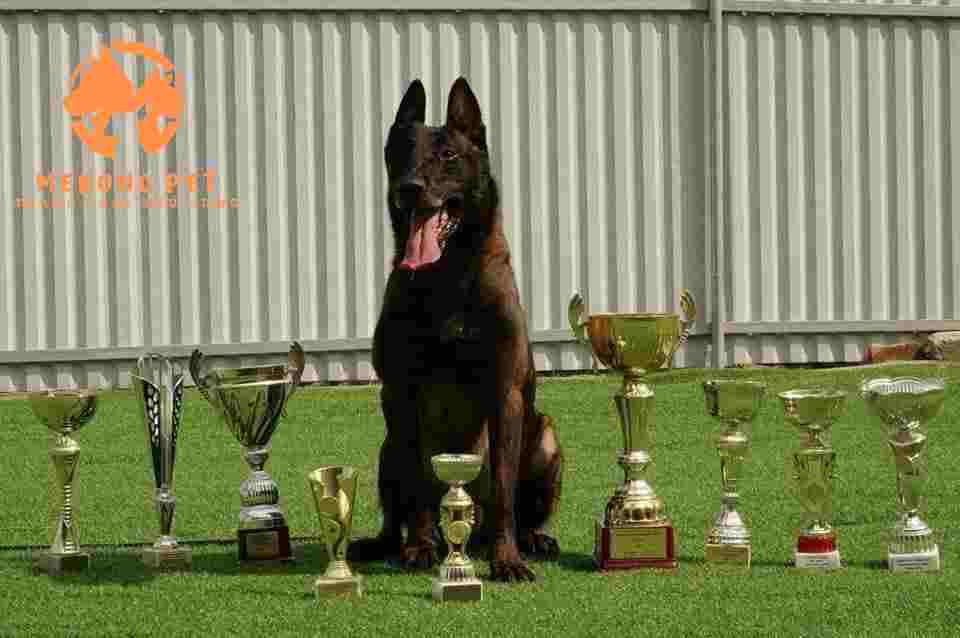 Giá chó Bec Bỉ phụ thuộc khá nhiều vào lai lịch và gia phả của chúng